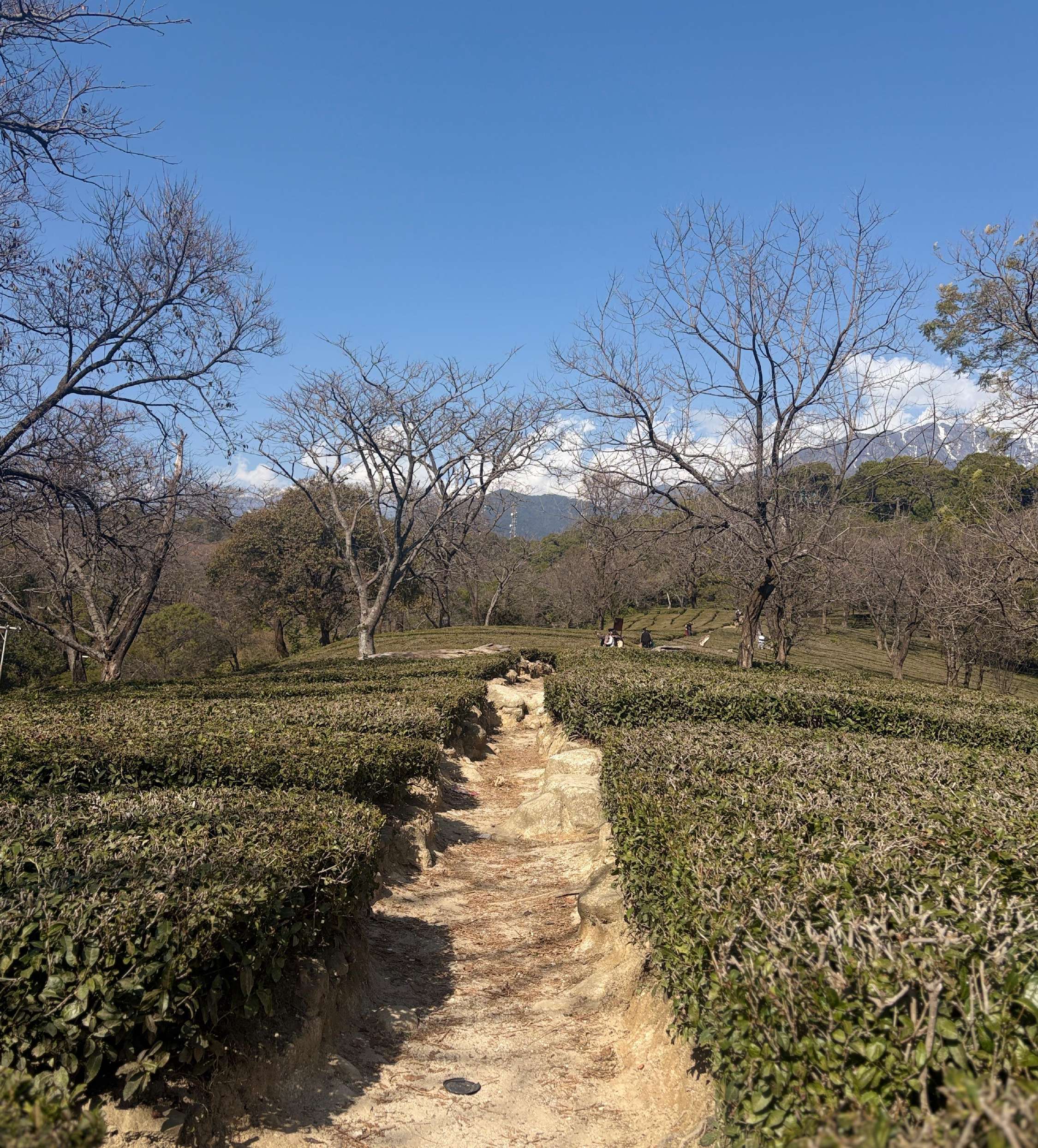 Tea garden walk in Dharamshala